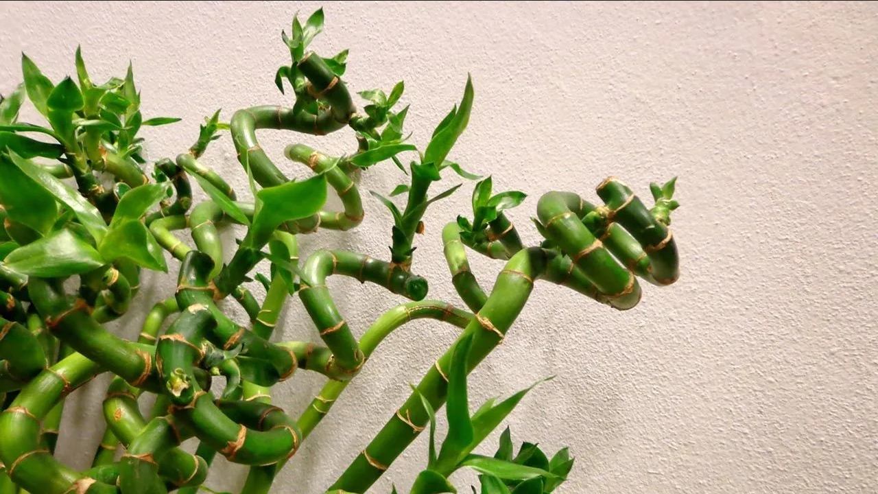 ¿Qué pasa si pones la planta bambú en la cocina? Esto revela el Feng Shui