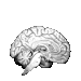 white brain cr schizsou