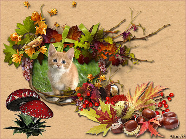 kitten-in-herfstkl-pad