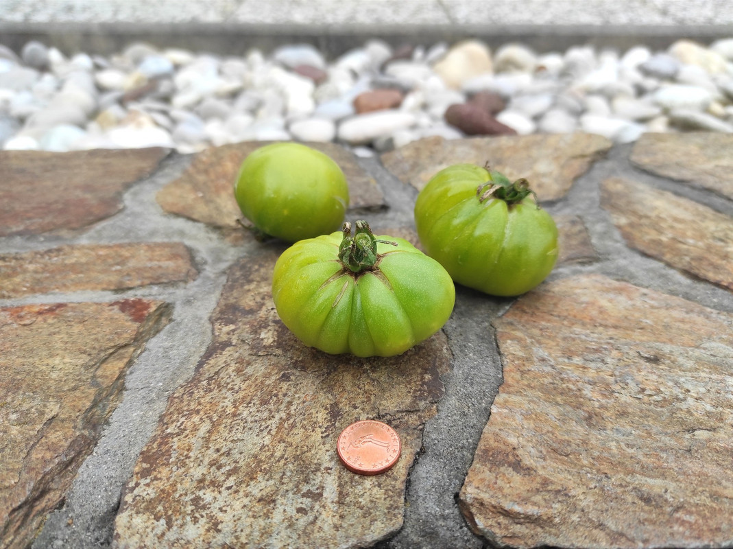 544632825_24493378320281203_1654596314597232780_n