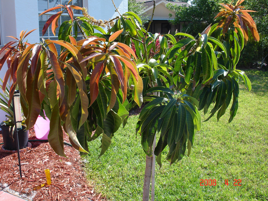 Mango trees 2 003