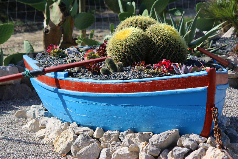 bluecactuscanoe-jpg.jpg