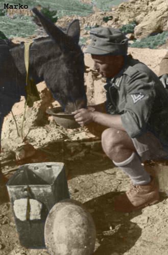 κρητη ορεινος γαιδαρος