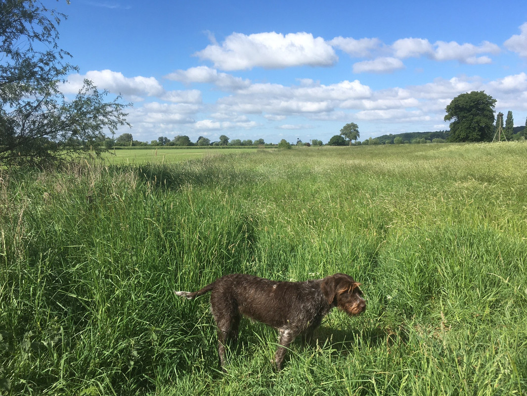 2025-16-05 Uiterwaarden met Claire 2 IMG_4944 (002)