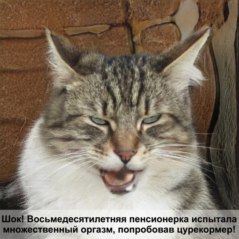 кошка британец черепаховый окрас