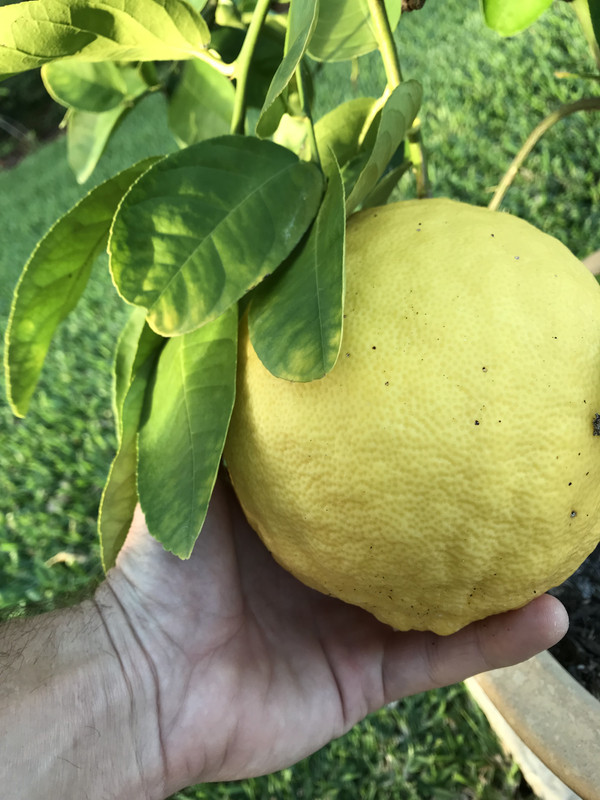 LemonPonderosab22018