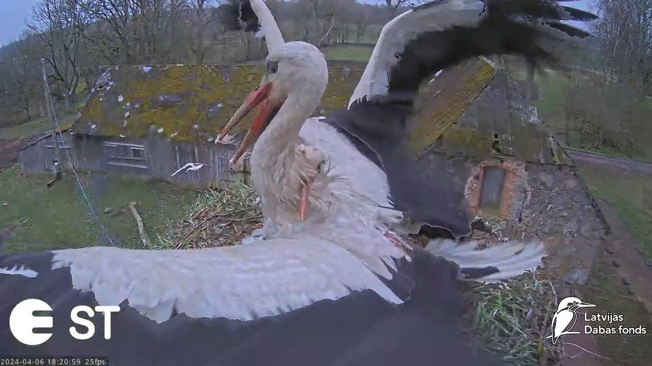 Baltie stārķi (Ciconia ciconia) Tukuma novadā - LDF tiešraide __ White storks in Tukums, Latvia 8-58