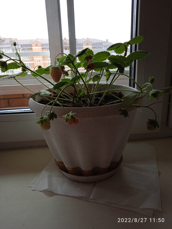 IMG_20220827_115031_1