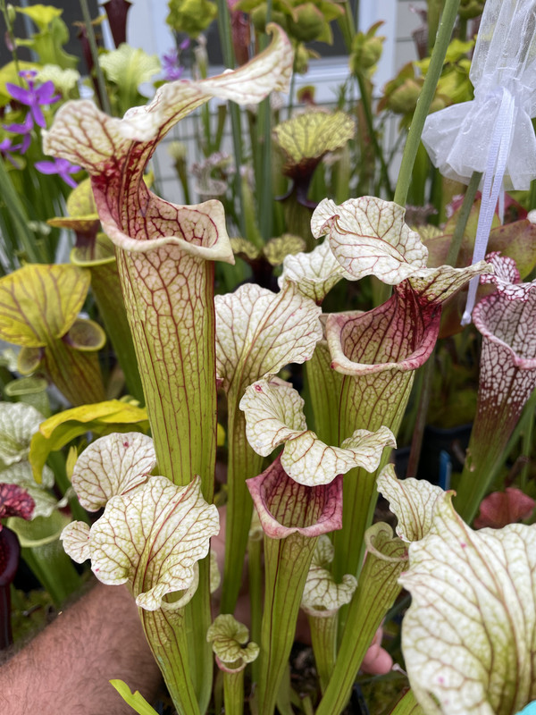 28C461FE-FBAC-4D44-A3D3-1A6A857CB7B1