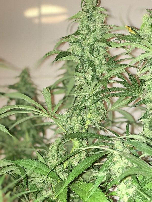 7B8514E6-5A6D-4484-B67B-996E79FF098C