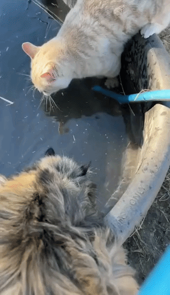 bath-2.gif