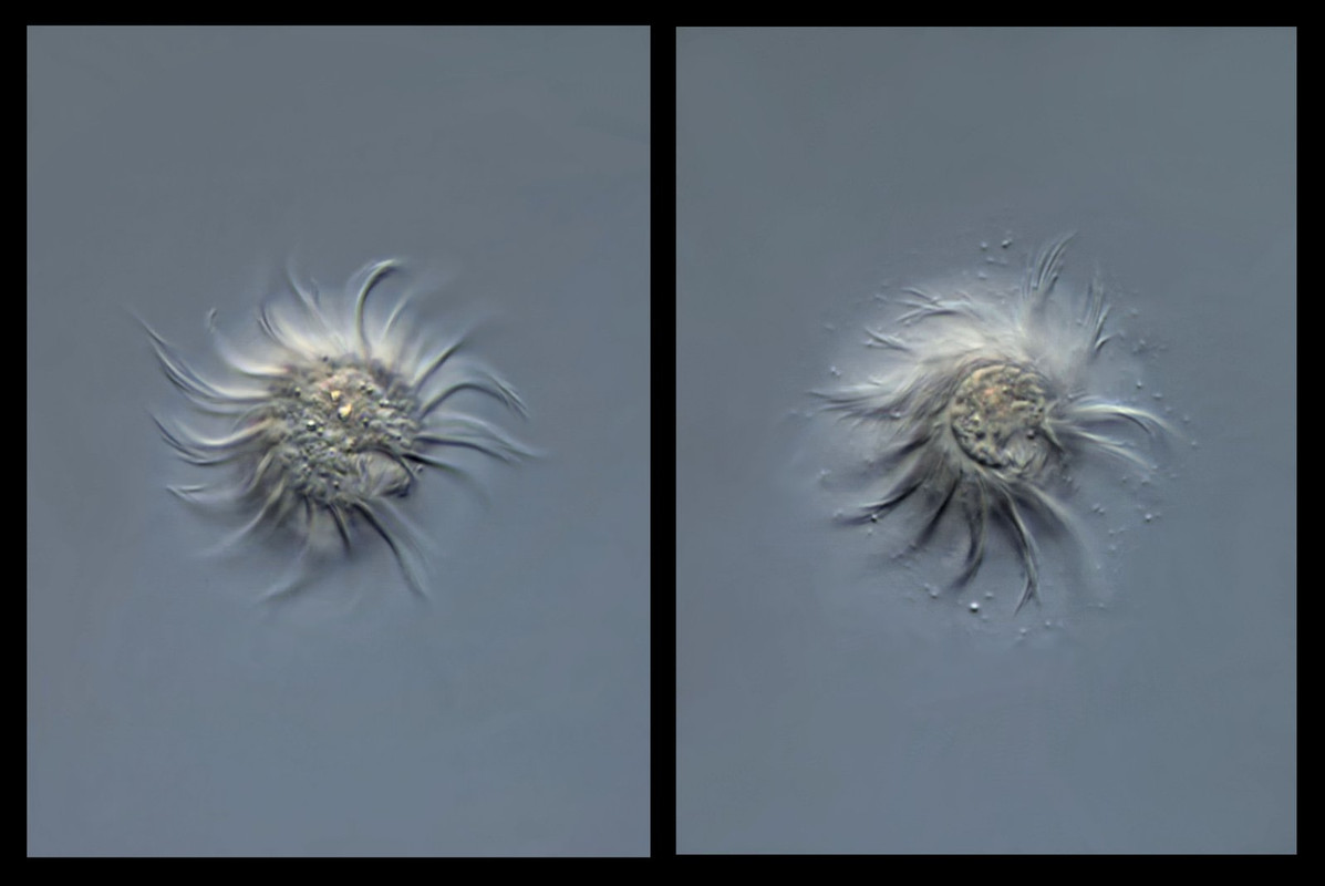 Halteria 05 grandinella Springtier Mundboden (Foiss I-137) DIK 100 Komp 3