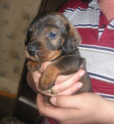 [Image: GASTON-001.jpg]