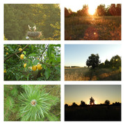 hejhodobociankowdzissieszlo