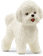 13 - Bichon Frisé