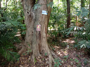 Arroceros-Forest-Park-Manila-Bagras20260715-141959