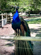 IMG-9860