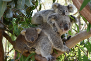 Коала Koala