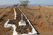 IMG-0318