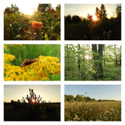 poranekslonecznydzis