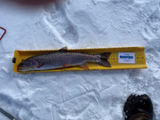 [Image: Cutthroat-Trout-19half.jpg]