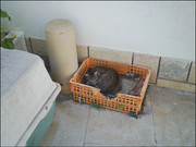 Albufeira old town 290326 (7)