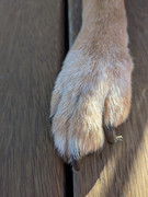 PXL-20250504-235853862-MACRO-FOCUS