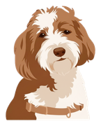 Boomer, Lauren's sheepadoodle