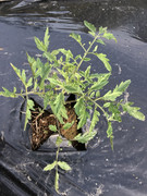 C560040B-F506-4B40-BB49-397CAD55CF92