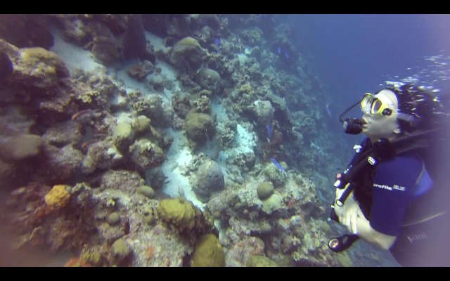 BONAIRE - Buceo+ Snorkel + Relax - Blogs de Caribe - Buceo en Calabas y The Lake. Snorkel. (4)