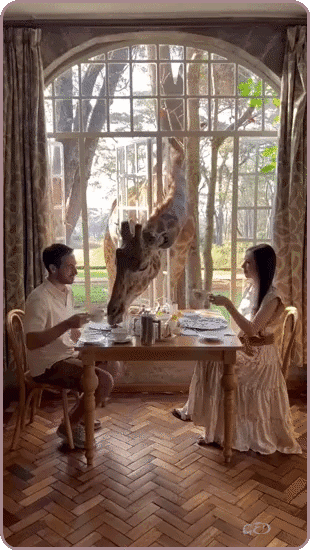 230326-girafe-repas-fenetre-Pam