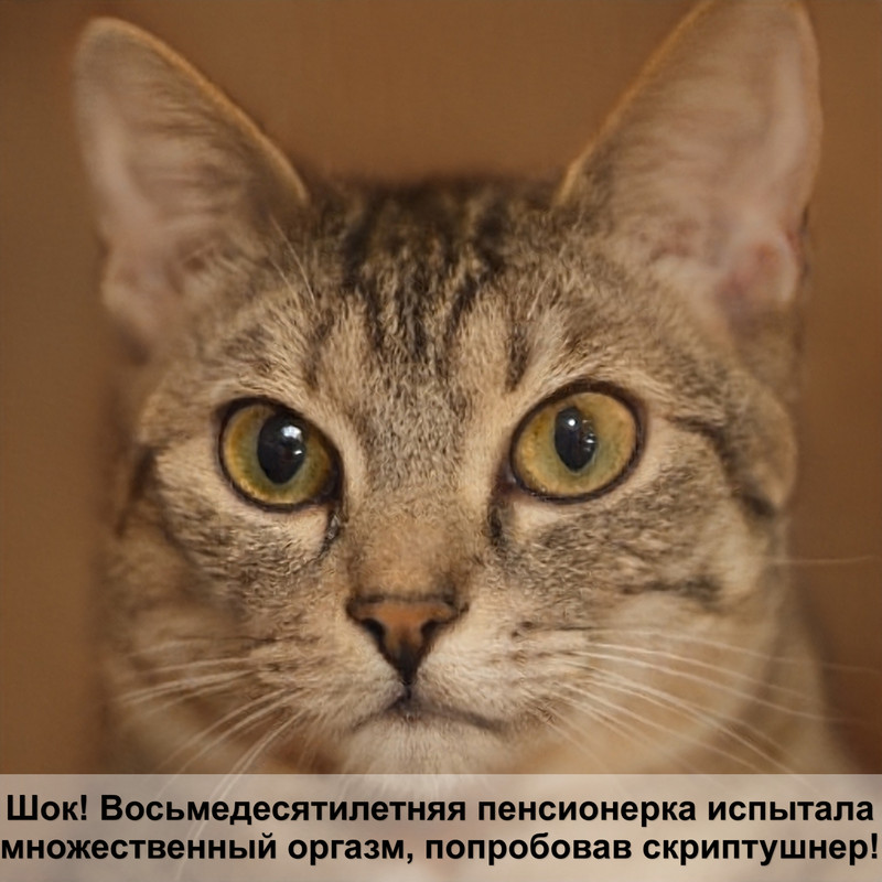 окрас шотландских кошек черный дым