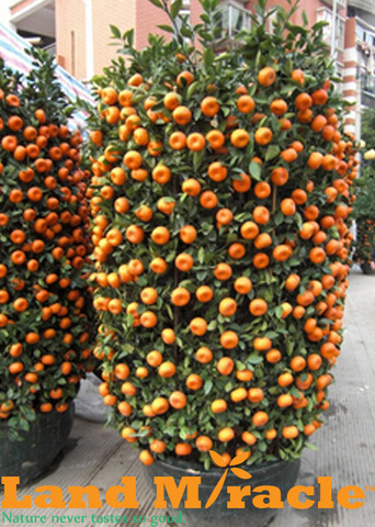 citrus 3