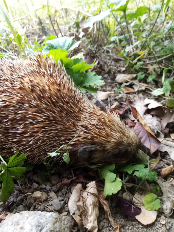 IMG 20260706 170634