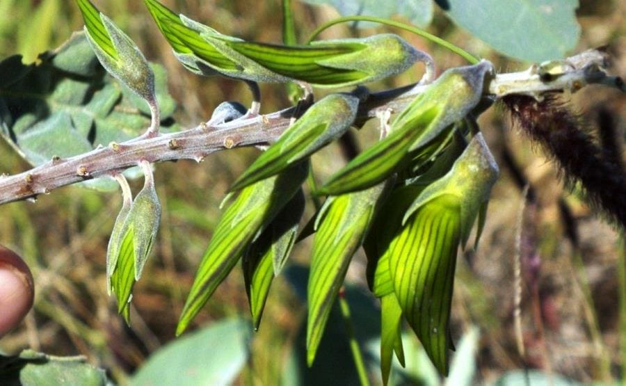 Интересные факты про Зелёный цветок колибри - удивительная Crotalaria cunninghamii Интересные факты про Зелёный цветок колибри - удивительная Crotalaria cunninghamii