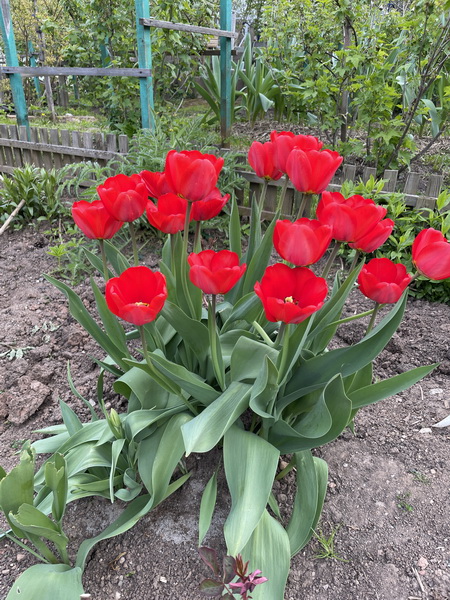 https://i.postimg.cc/QM3cV26d/IMG-2732.jpg