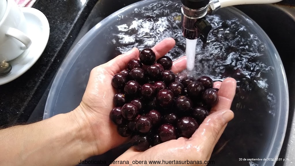 Huertasurbanas_com-IMG_20210920_120149783.jpg-20211011_090329Jaboticaba_serrana_obera