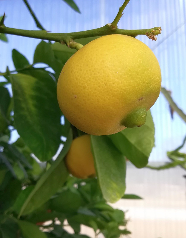 PomonaLemonJan18