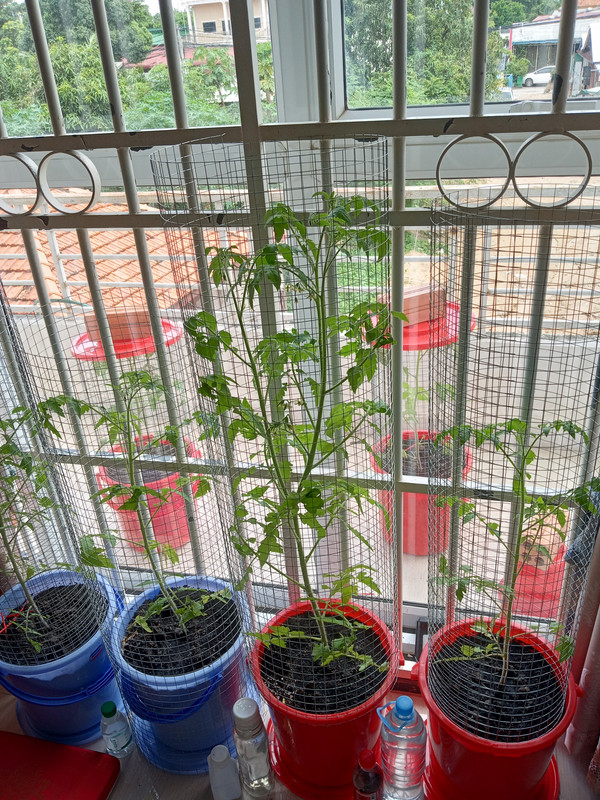 Tomatoes 261010