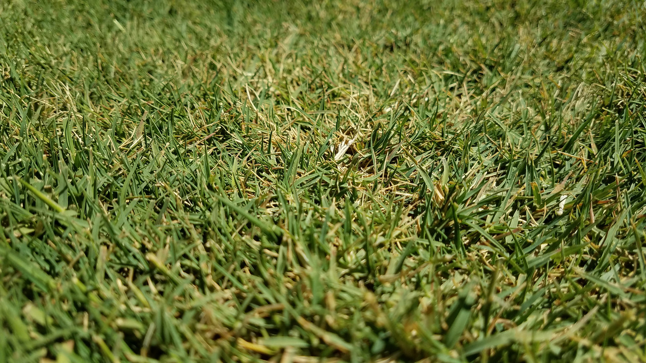 Grass growing in tufts , won't green up fully. What is going on? Lawn Care Forum