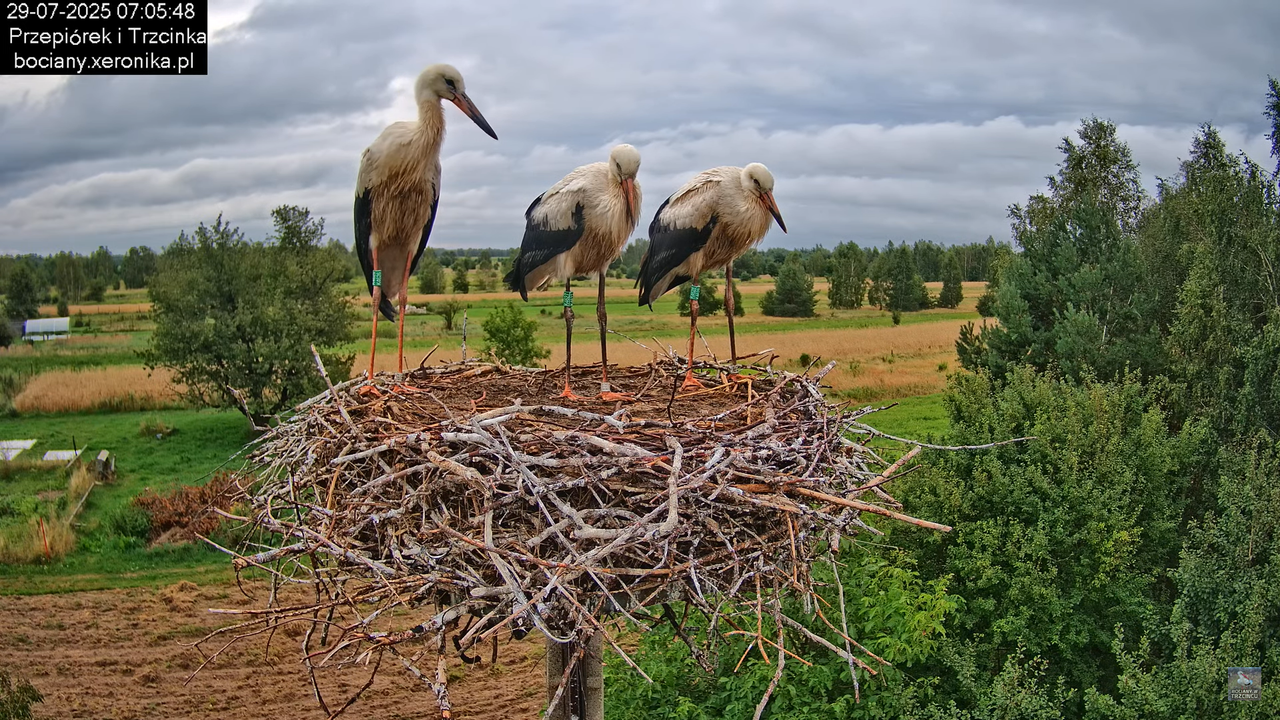 29072025bociany5