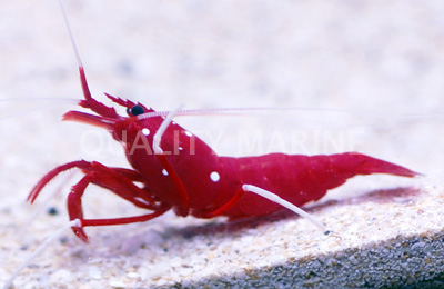 blood-shrimp.jpg