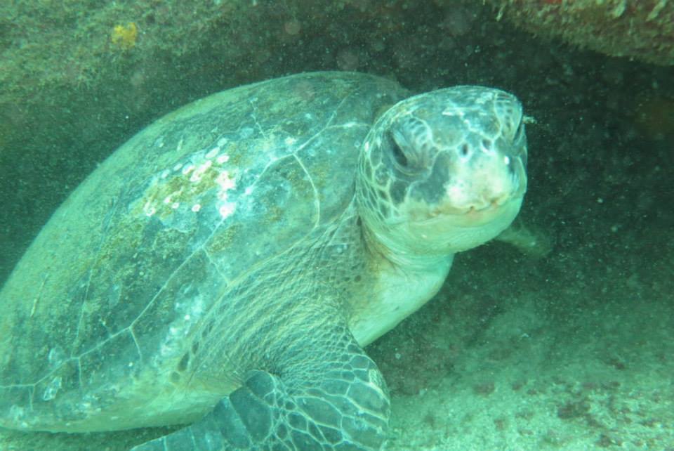 Lunes 17 al sábado 22 de junio - Arraial do Cabo. Playa. Buceo. Maravilloso. (4)