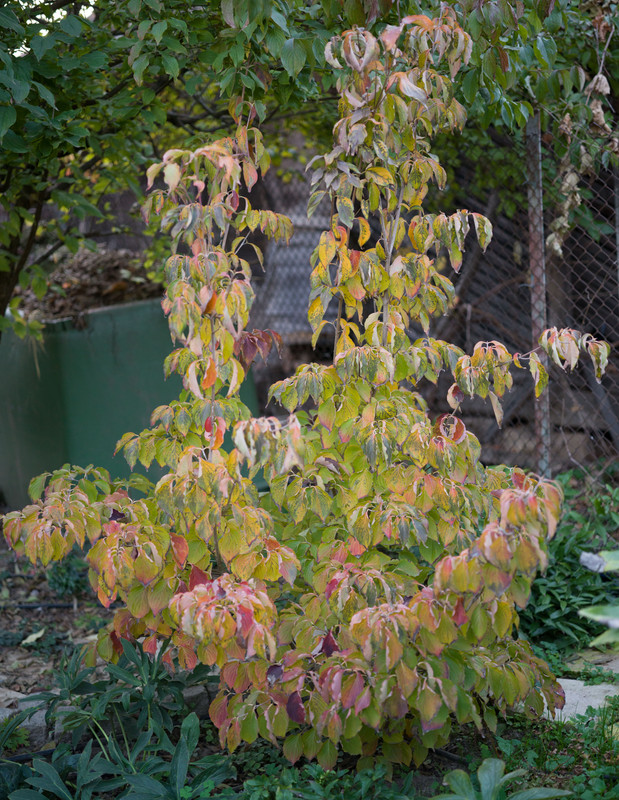 IMG-dbc2ab5dd7e803027de2b7bc1b6c3215-V