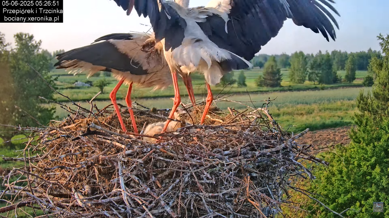 05062025bociany10