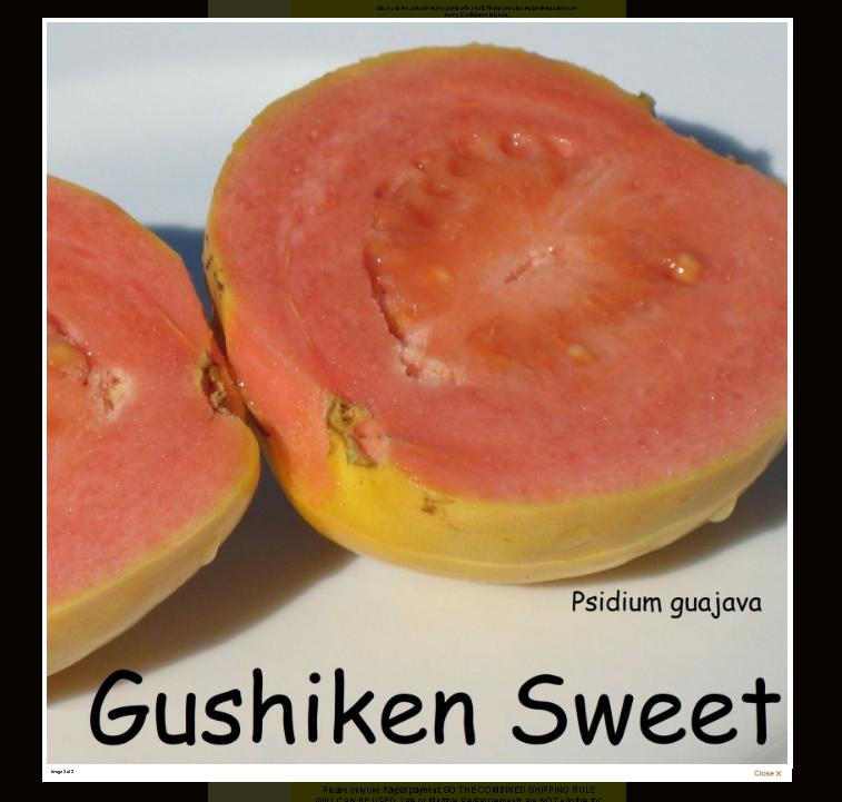 USDA cultivar HPSI 26-info7