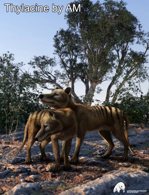 Thylacine by AM Thylacine by AM
