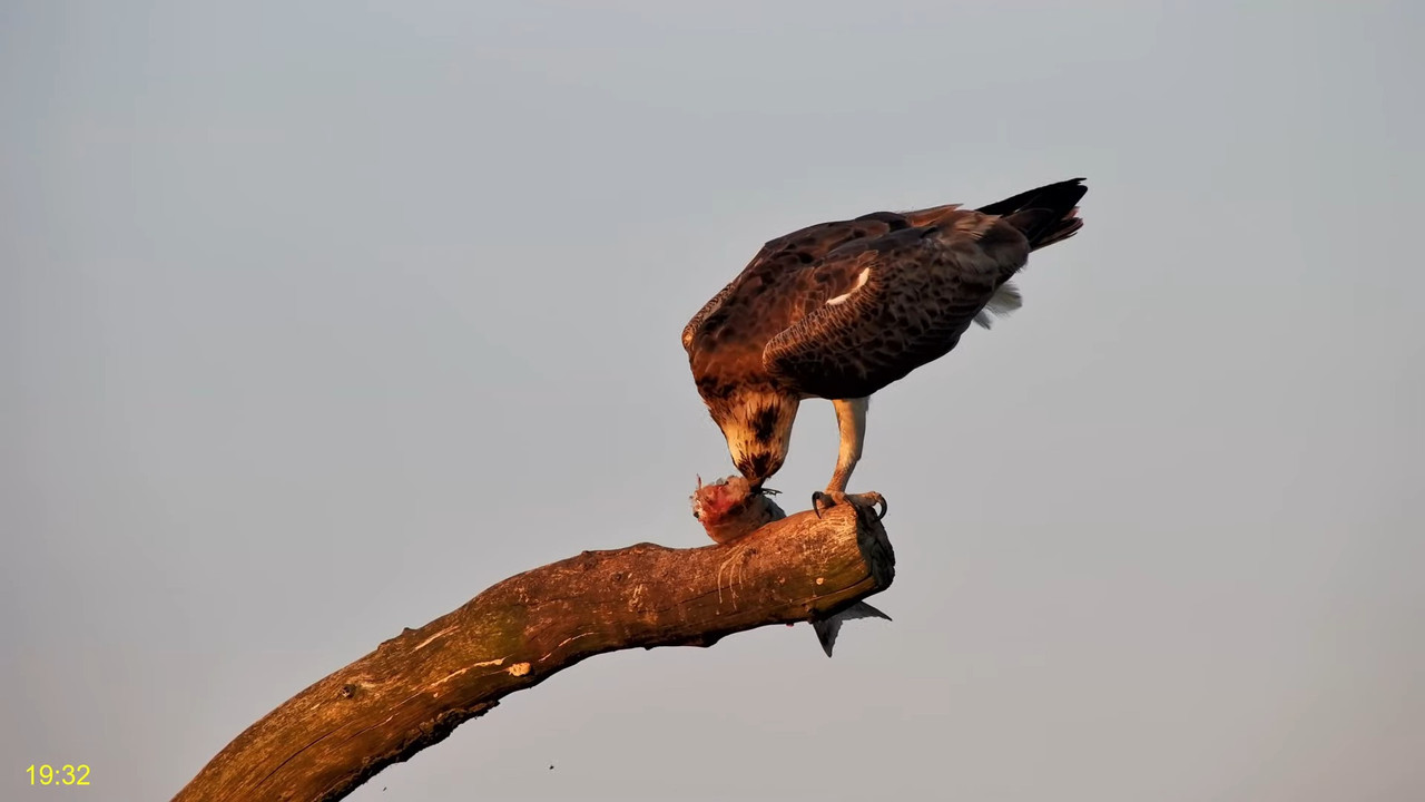 🦅 Dyfi Osprey projekts (VELSA)_ 2024. GADA TIEŠRAIDE 4K kvalitātē 🦅 13-33-21 screenshot