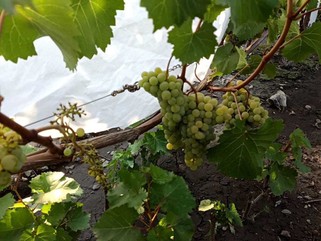 Цитронный Магарача_20240801_175706