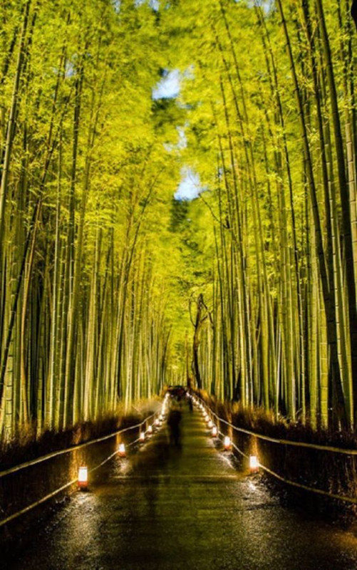 greenjapantrail.jpg